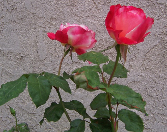 Rose and Bud